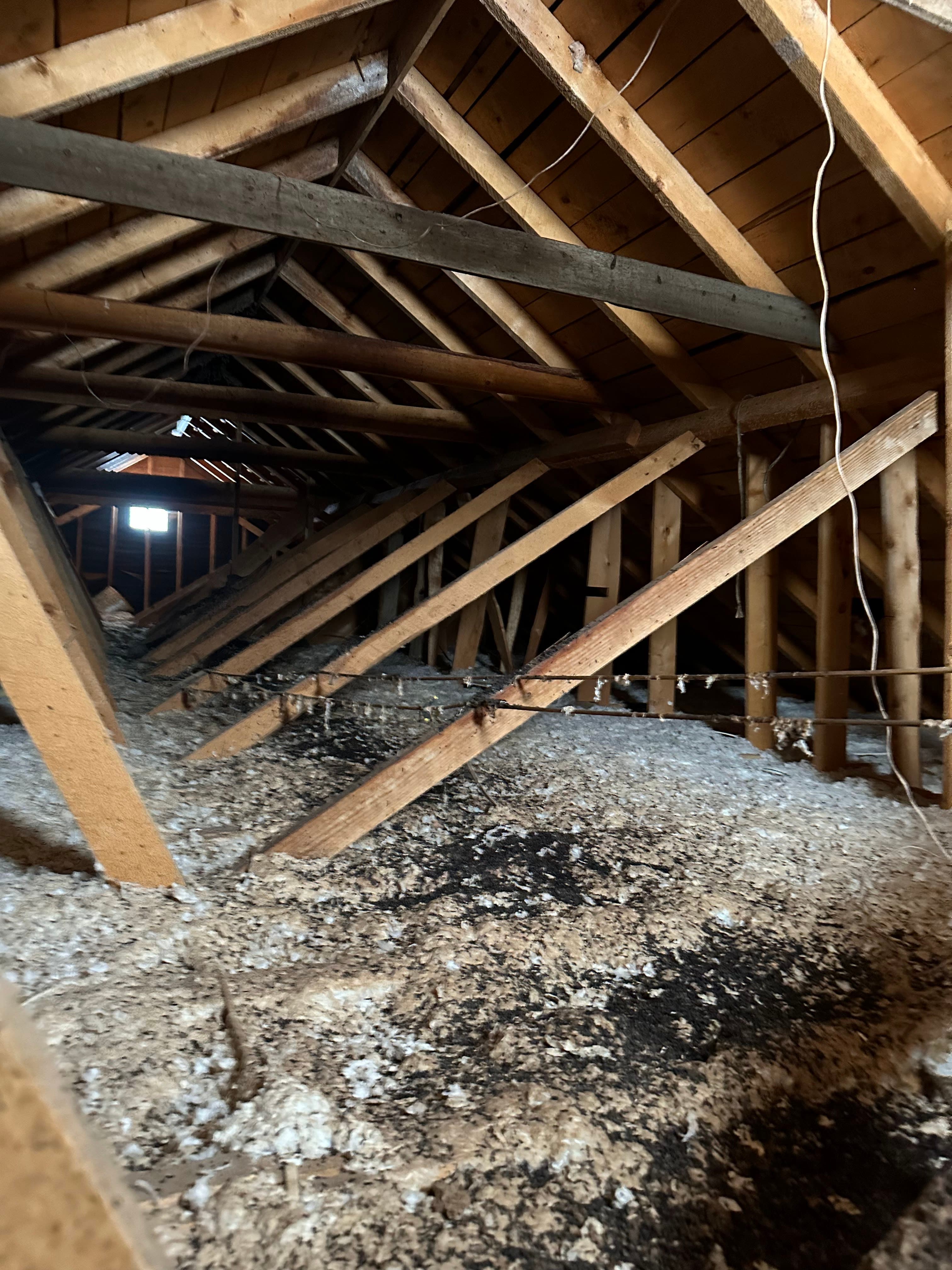 Close view of extensive guano contamination in an attic