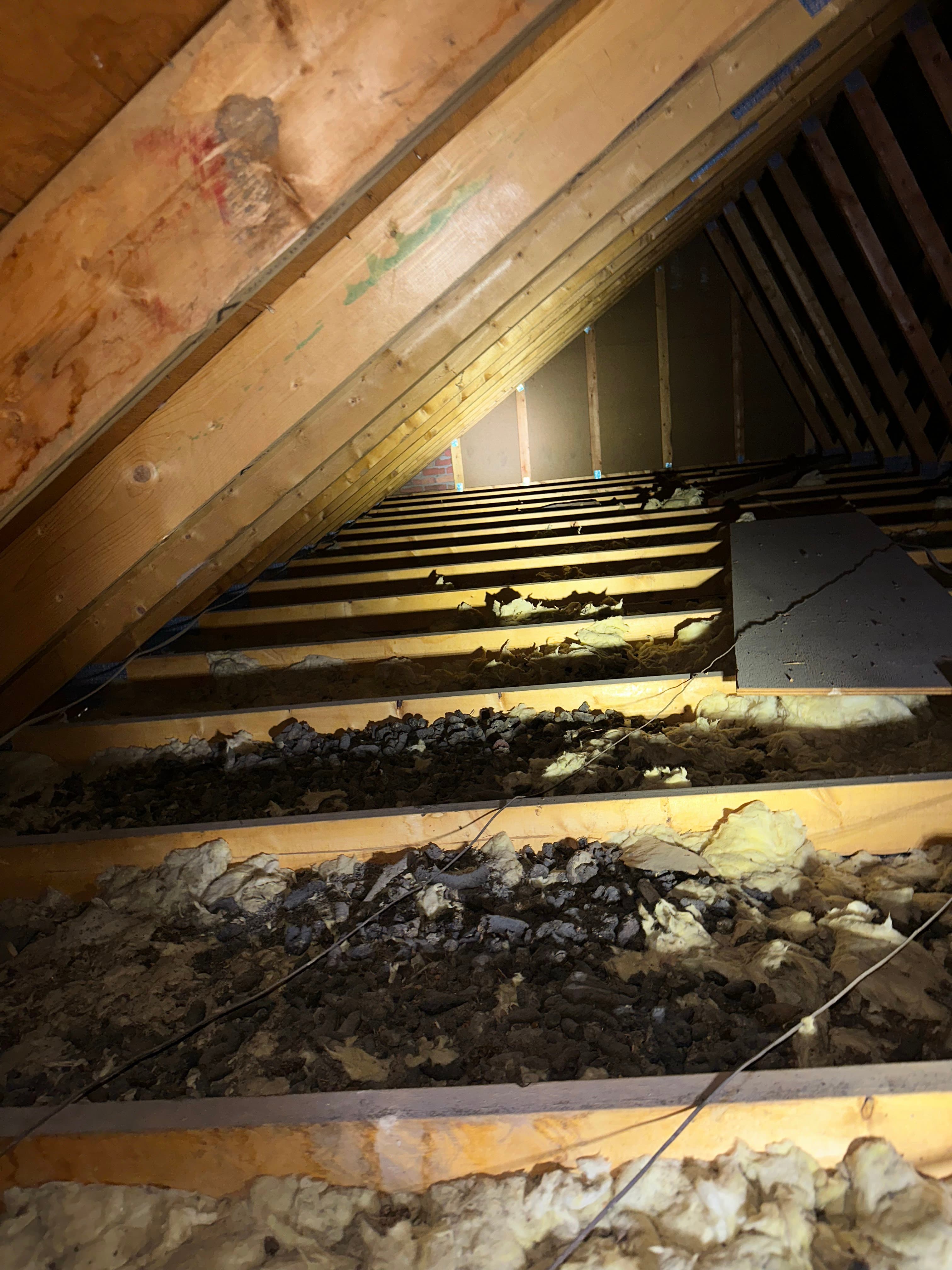 Bat guano deposits on attic insulation indicating a roost