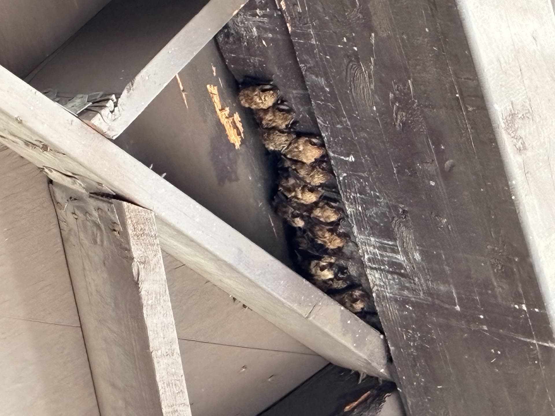Colony of bats roosting on a wooden beam in attic framing