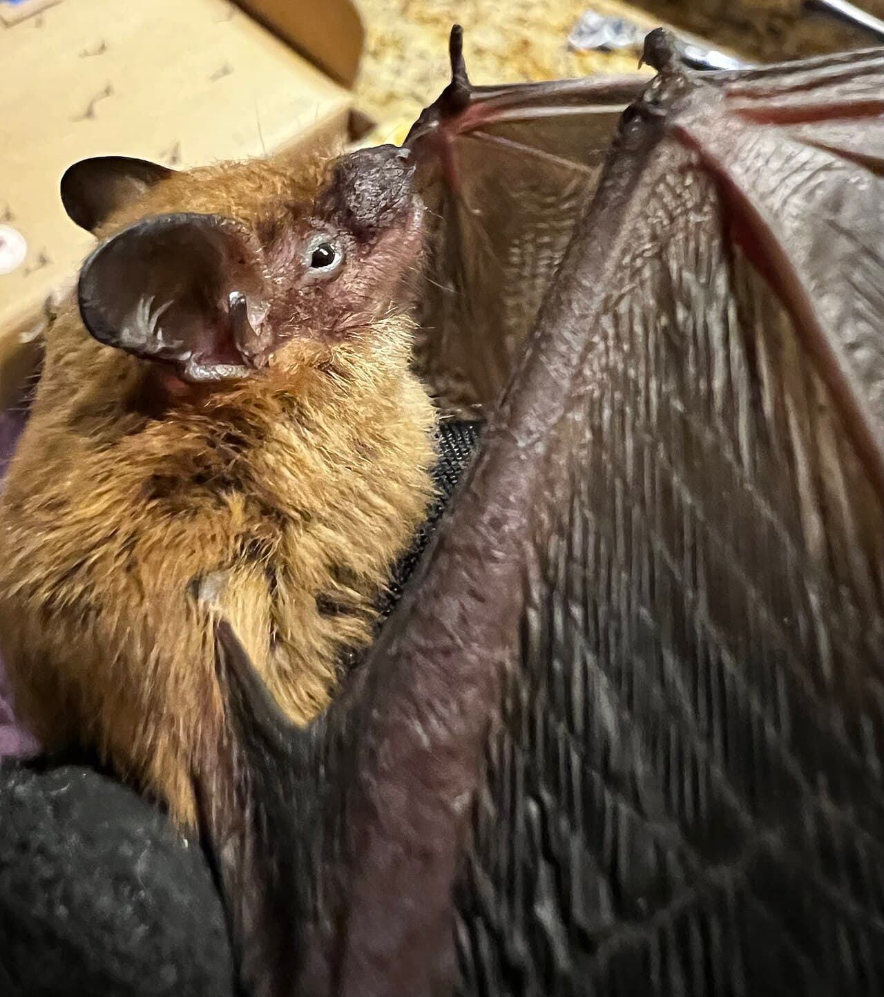Big brown bat, a species commonly found in Nevada buildings