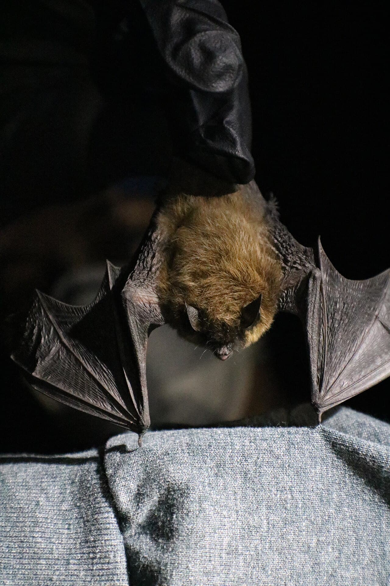 California myotis perched, showing small size and brown fur