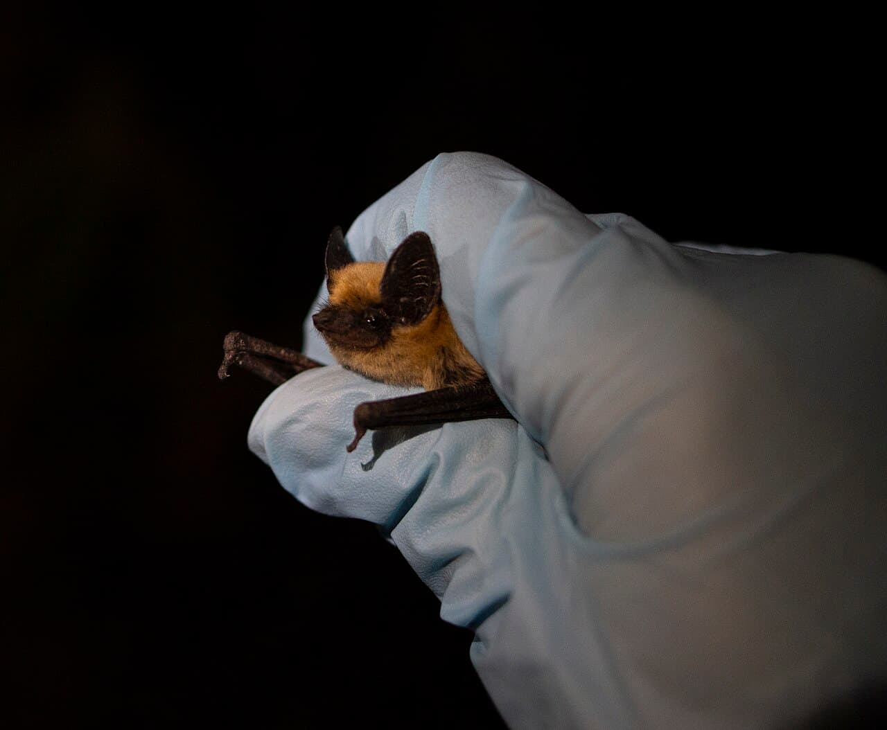 Canyon bat (western pipistrelle), a small pale bat common in Nevada deserts