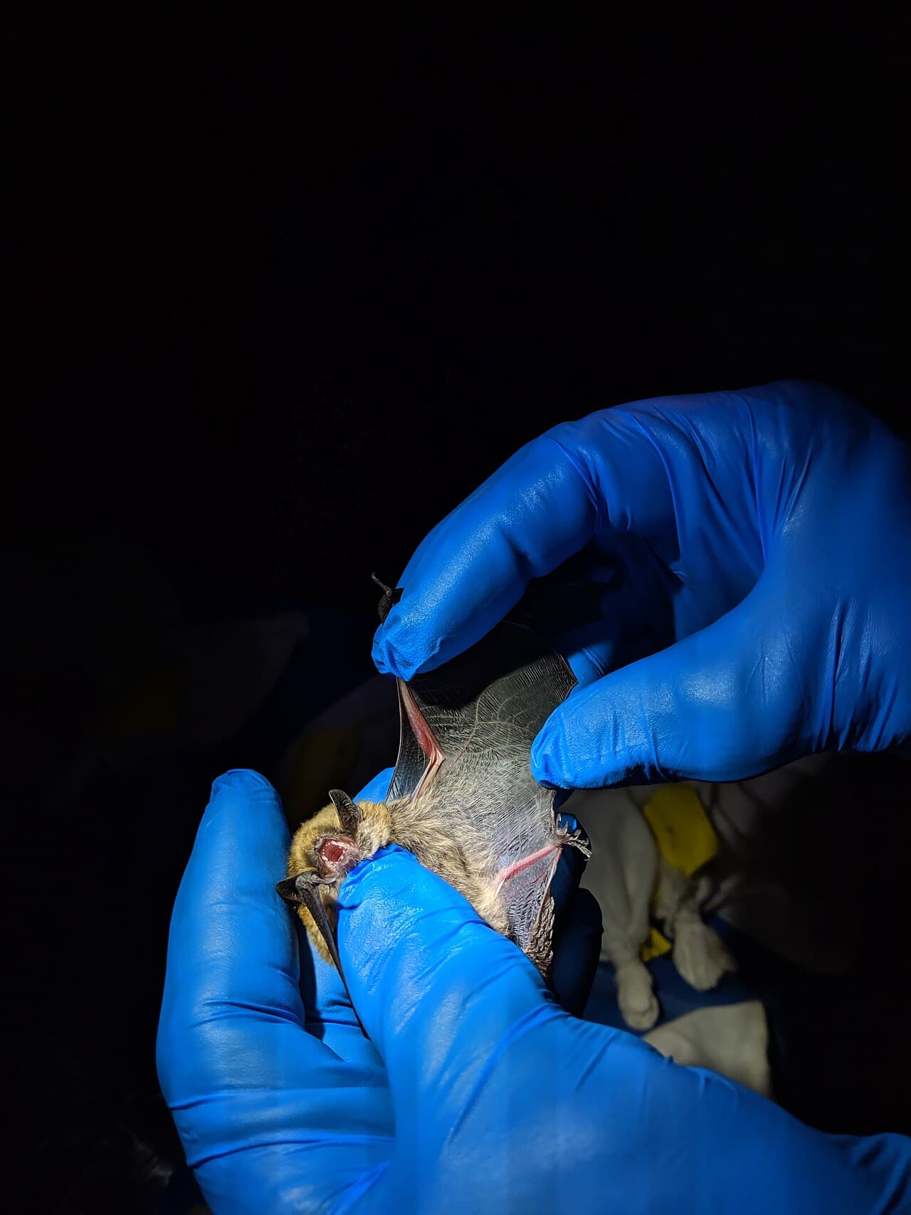 Fringed myotis showing characteristic membrane fringe