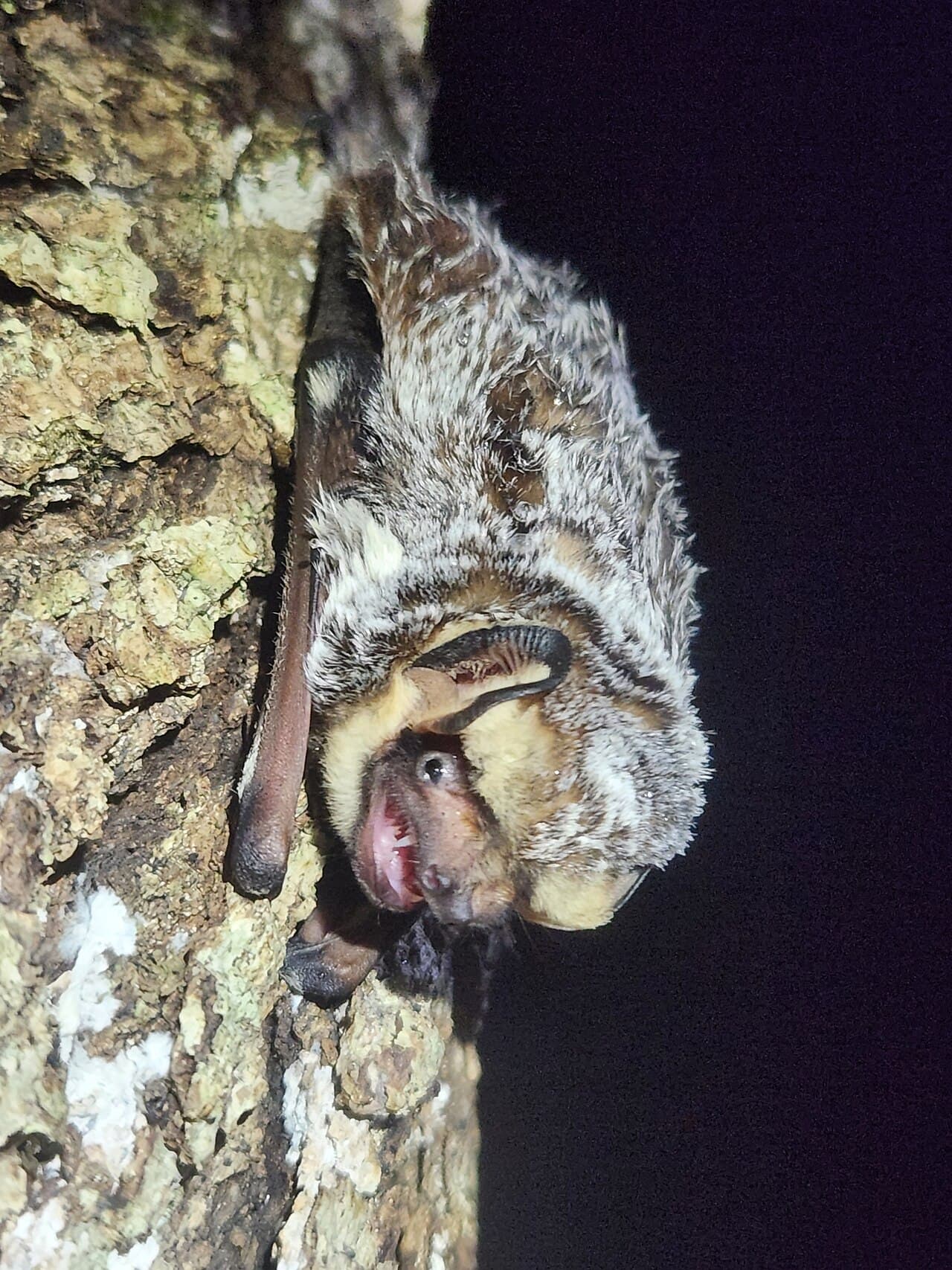 Hoary bat with frosted fur appearance
