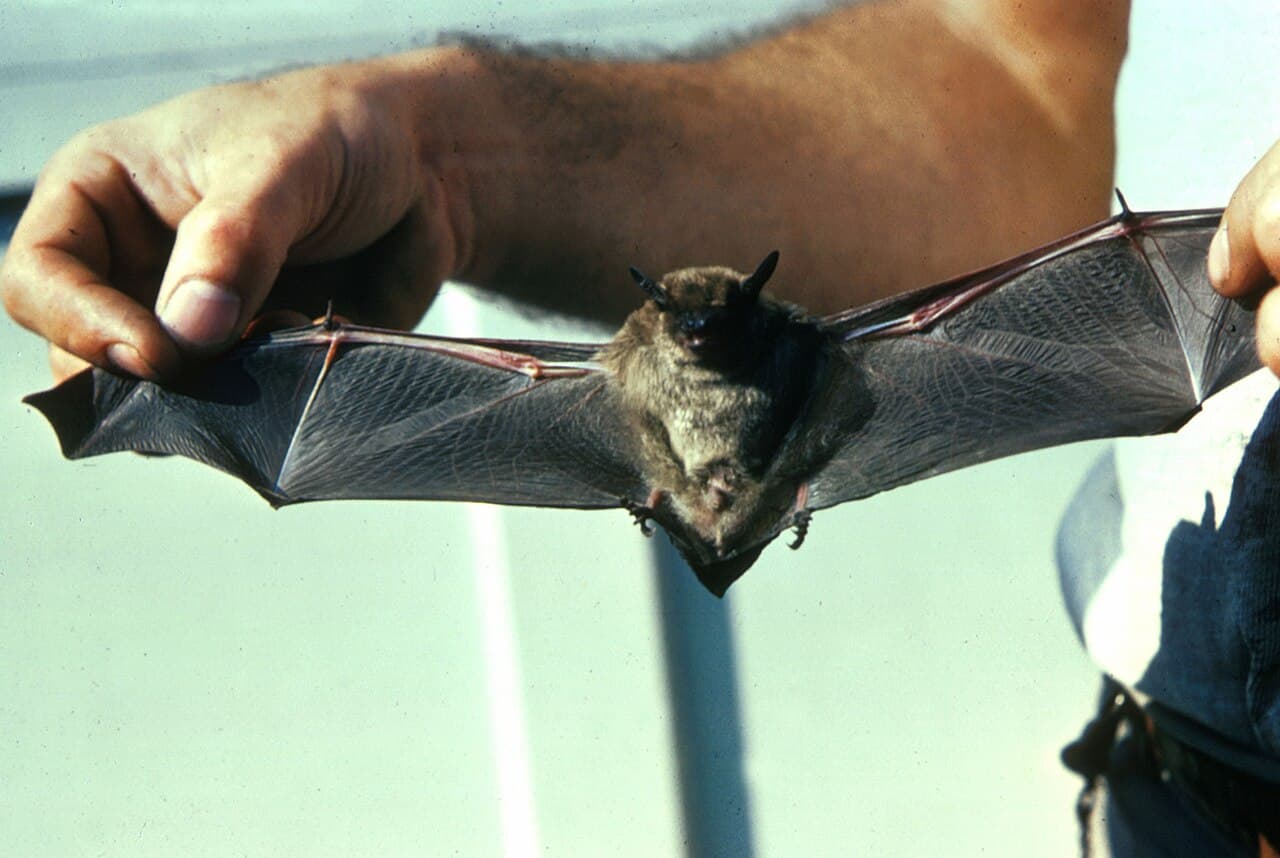 Little brown bat (Myotis lucifugus) with brown fur and dark membranes