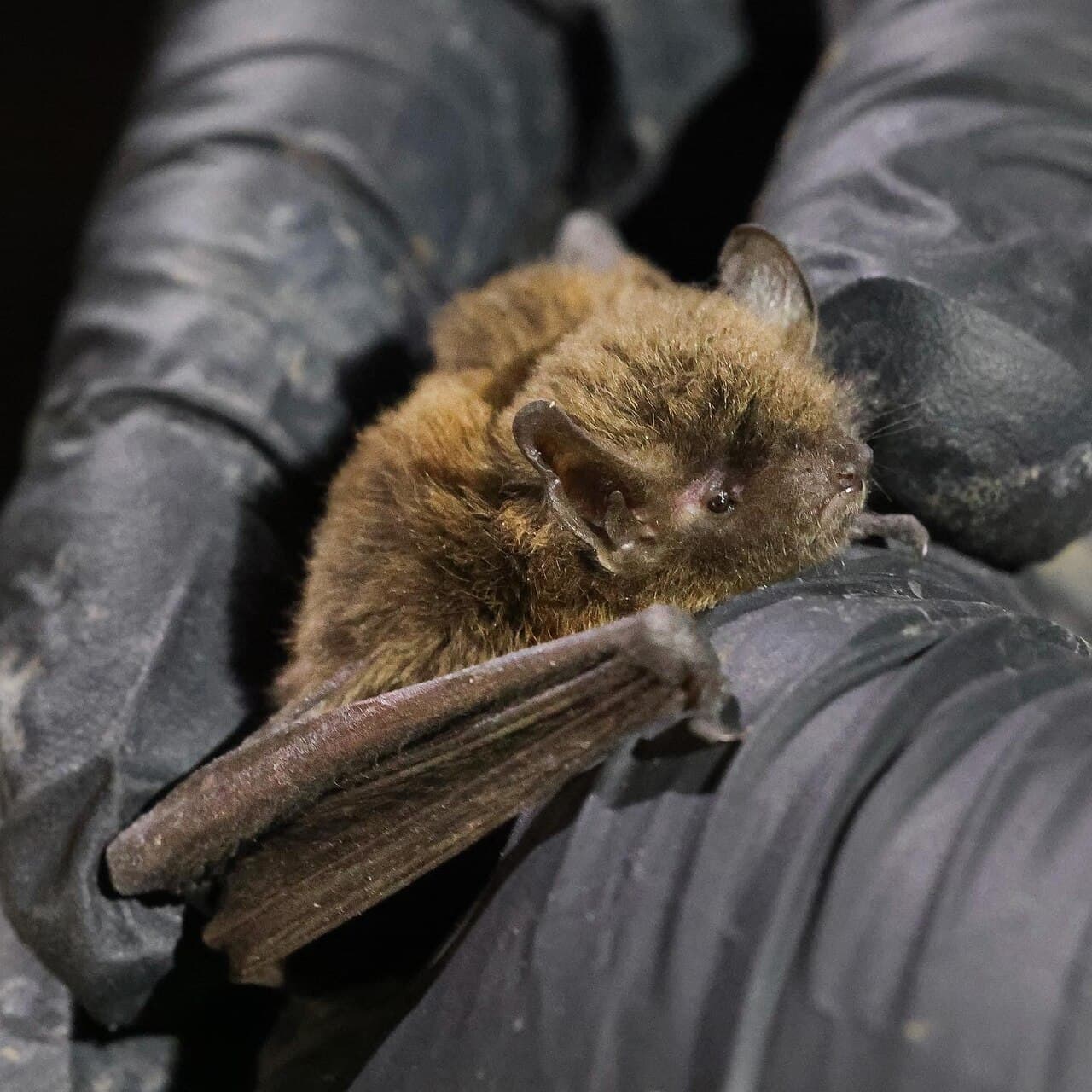 Long-legged myotis in hand, showing wing and fur detail