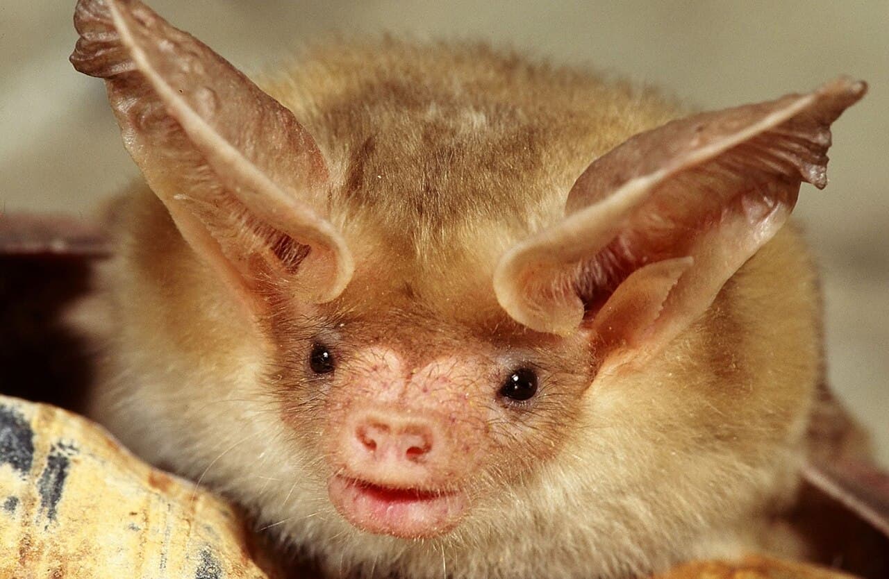 Pallid bat with large ears and pale fur
