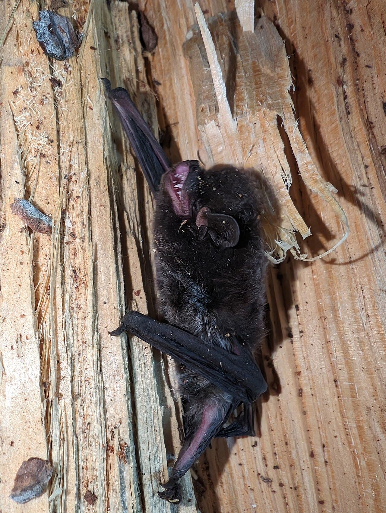 Silver-haired bat showing silver-tipped fur