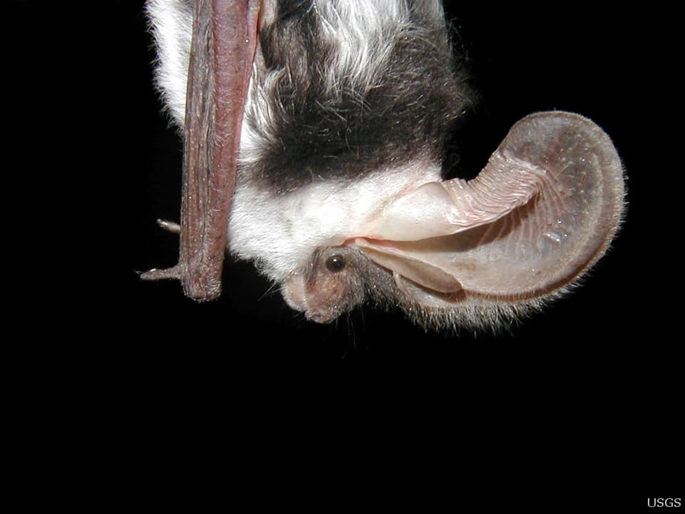 Spotted bat with black-and-white markings and large ears