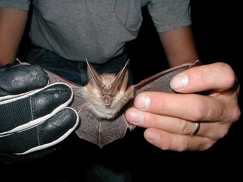 Townsend’s big-eared bat with distinctive long ears
