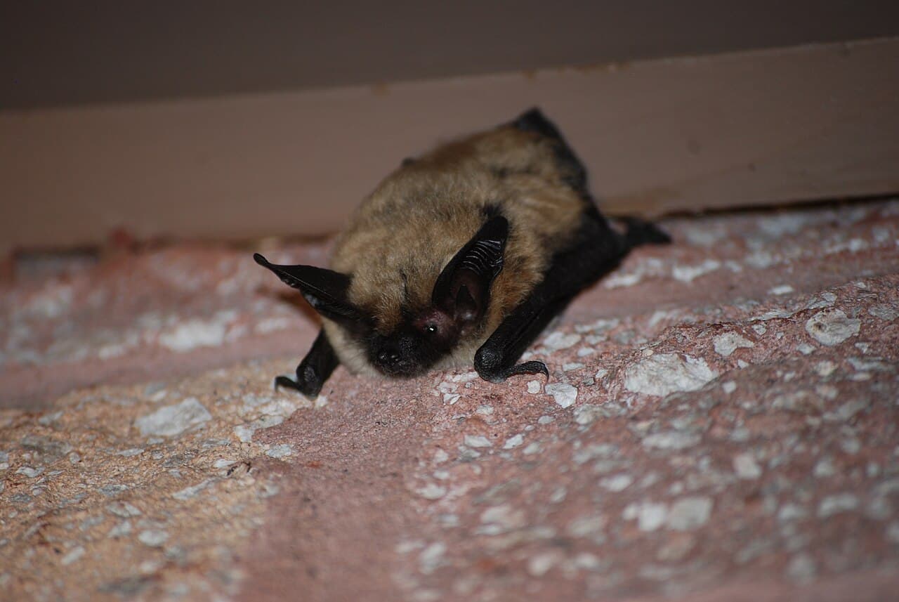 Western small-footed myotis with distinctive facial contrast