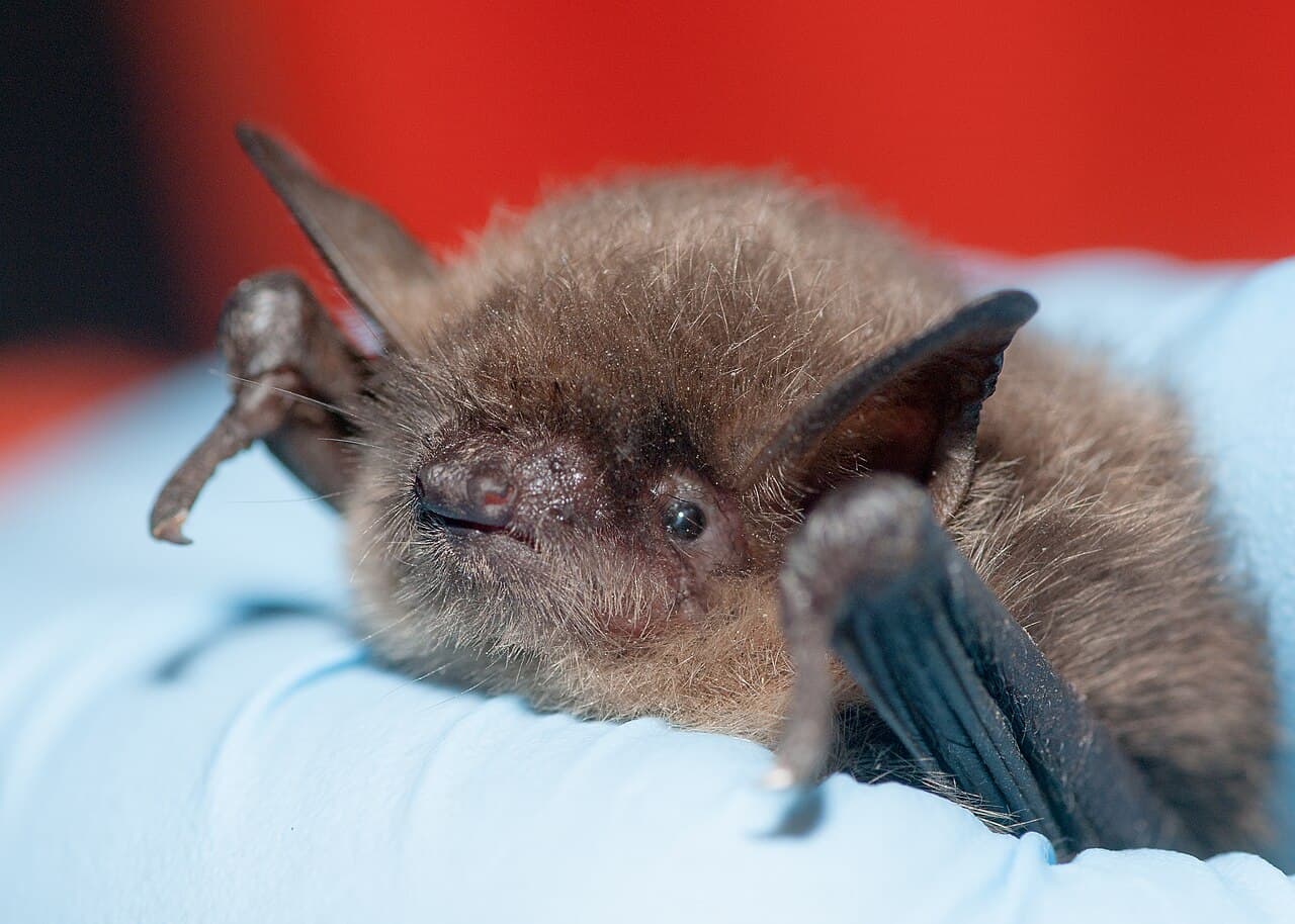 Yuma myotis, a small Myotis often found near water